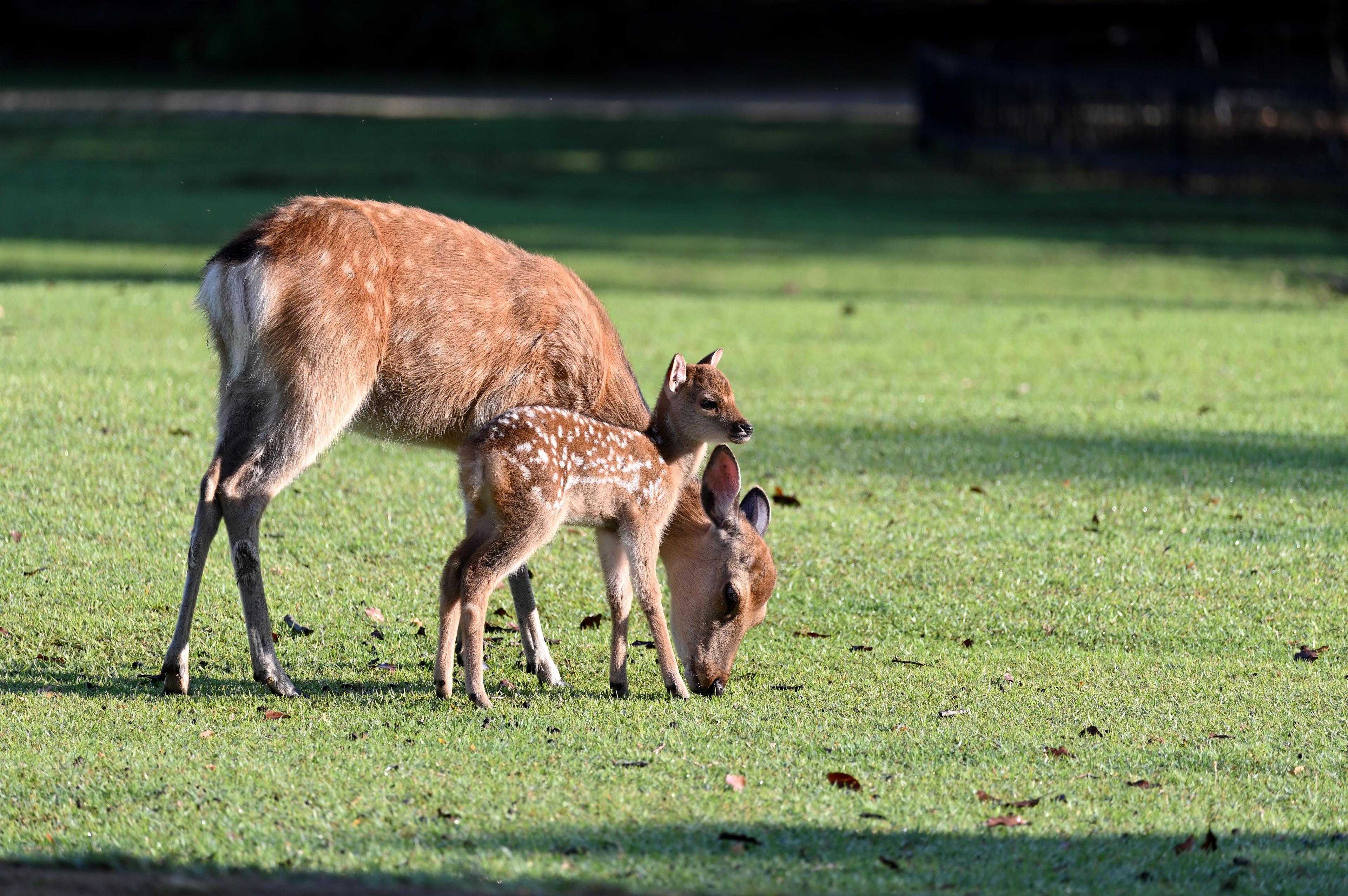 Tierpark Allensbach